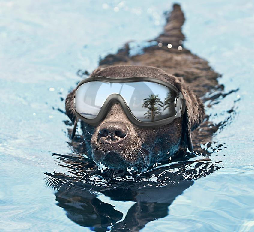 Foto 5 pulgar | Gafas De Sol Para Perros A Prueba De Rayos Uv, Impermeables Y Resistentes Al Viento - Venta Internacional.