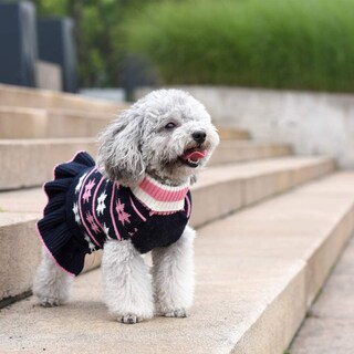 Foto 3 | Vestido Tipo Suéter Con Cuello Alto Para Perros Medianos | Huoguo - Venta Internacional.