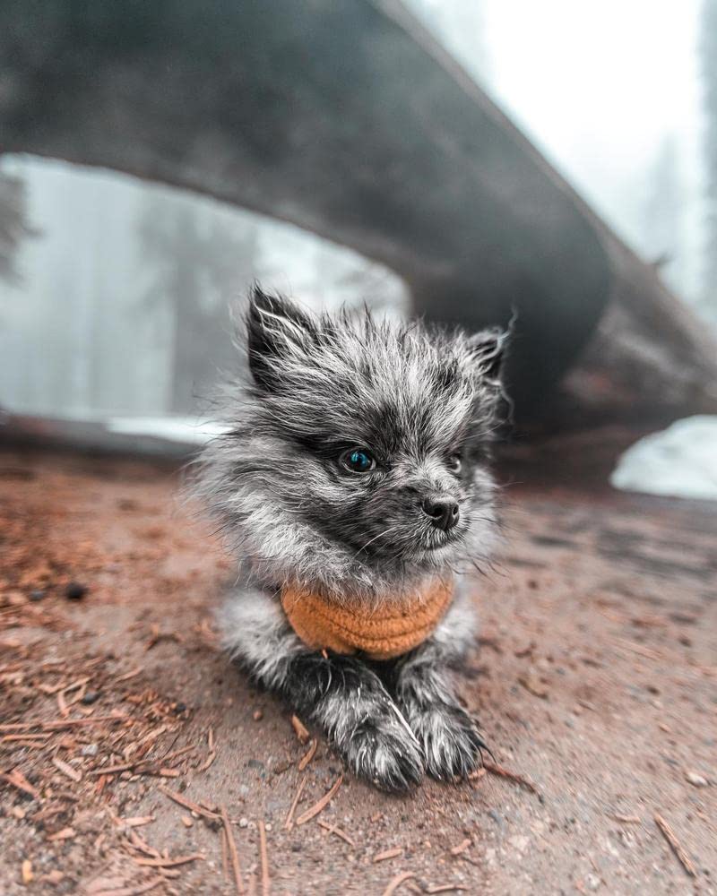 Foto 7 pulgar | Suéter Para Perro Gooby, Chaleco De Forro Polar Elástico, Diseño Calabaza, Para Perro De Tamaño Mediano - Vent