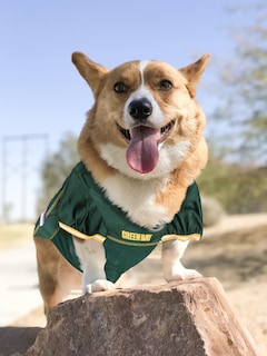 Foto 2 | Jersey Para Perros Pets First Nfl Green Bay Packers, Xxl - Venta Internacional.