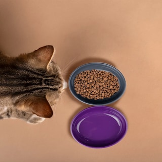 Foto 3 | Set 2 Platos Belug Mascotas Gris Y Morado