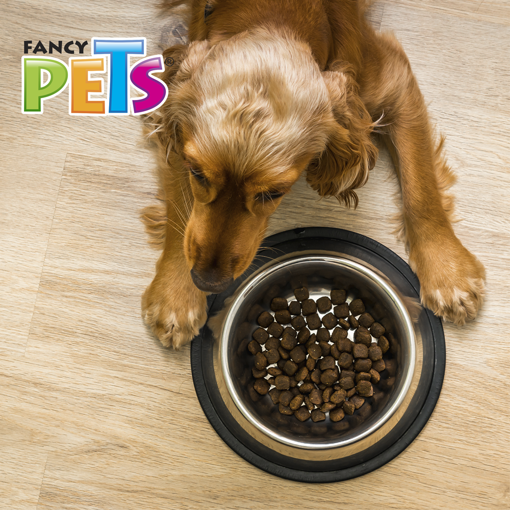 Foto 5 pulgar | Fancy Pets Plato De Acero Para Perro De 96 Onzas O 2.7 Kilogramos Con Antiderrapante