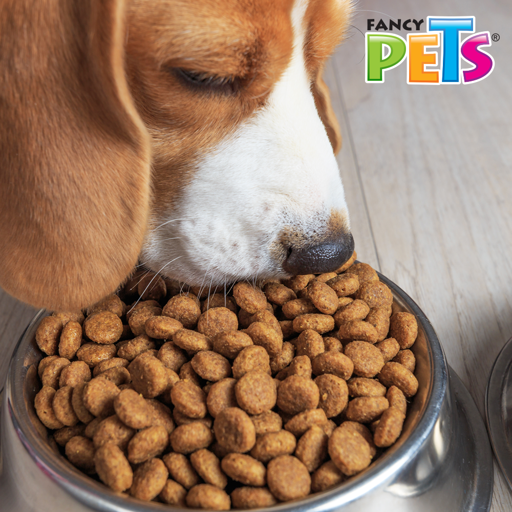 Foto 4 pulgar | Fancy Pets Plato De Acero Para Perro De 32 Onzas O 907 Gramos
