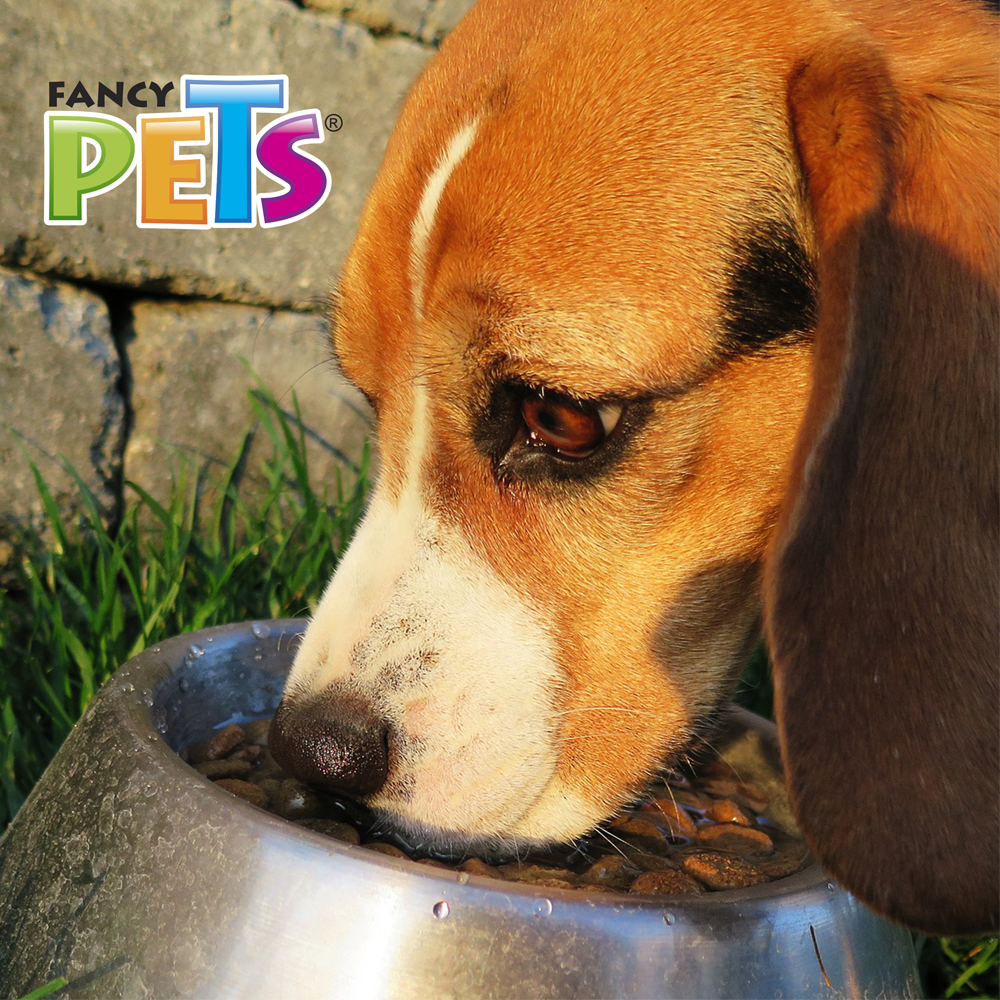 Foto 5 pulgar | Fancy Pets Plato De Acero Para Perro De 64 Onzas O 1.8 Kilogramos Con Antiderrapante