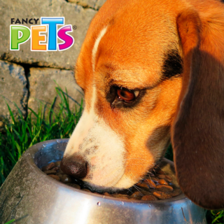 Foto 4 | Fancy Pets Plato De Acero Para Perro De 64 Onzas O 1.8 Kilogramos Con Antiderrapante
