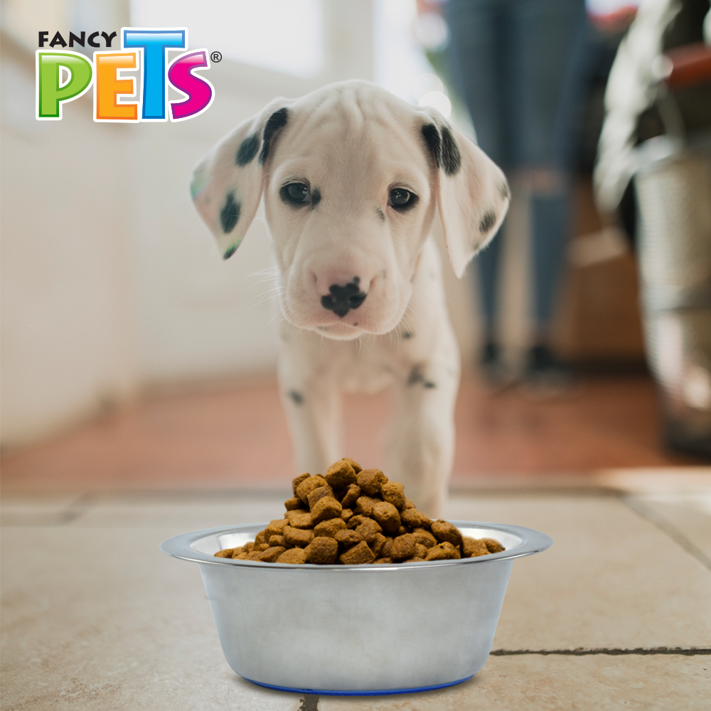 Foto 4 | Fancy Pets Plato De Acero Para Perro Con Base Antiderrapante Para Perro De 16 Onzas Y/o 454 Gramos