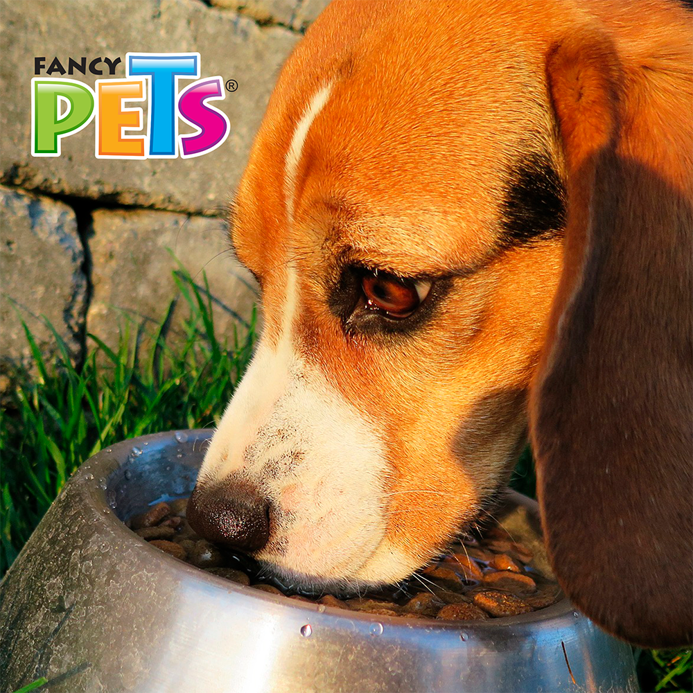 Foto 5 pulgar | Fancy Pets Plato De Acero Inoxidable Con Antiderrapante Para Perro De 16 Onzas Y/o 454 Gramos
