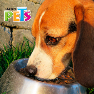 Foto 4 | Fancy Pets Plato De Acero Inoxidable Con Antiderrapante Para Perro De 16 Onzas Y/o 454 Gramos