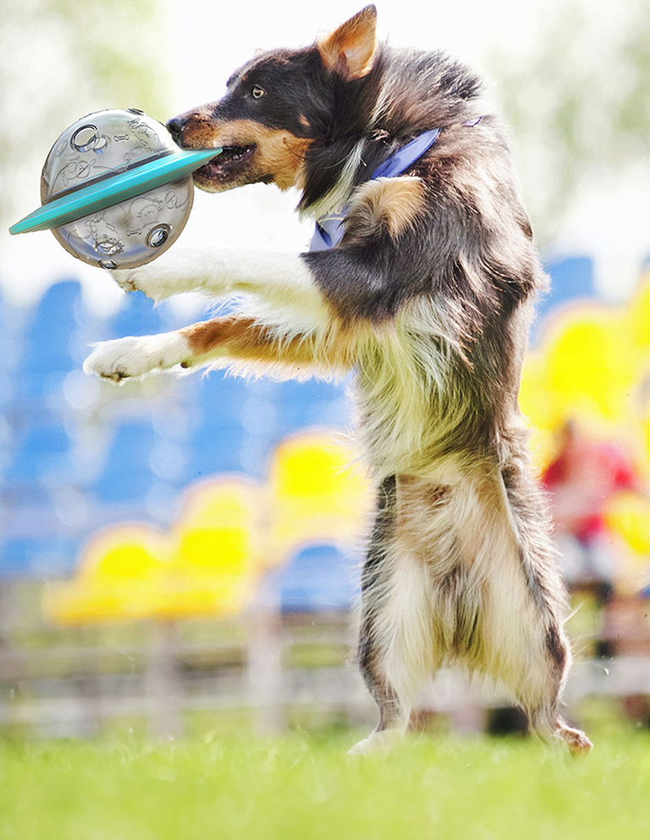 Foto 6 pulgar | Plato Juguete Para Perro Y Gato  Azul Bluelander