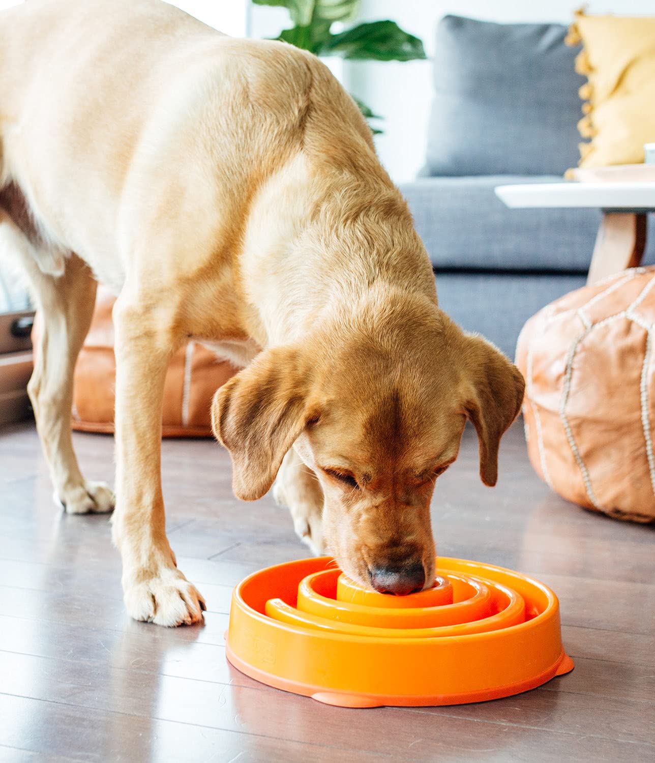 Foto 7 pulgar | Comedero Para Perros Slow Feeder Outward Hound Fun Feeder Slo Bowl - Venta Internacional.