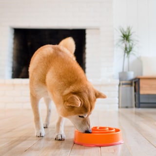 Foto 5 | Dog Bowl Outward Hound Fun Feeder Slo Bowl, Alimentador Lento, Naranja - Venta Internacional.