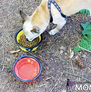 Foto 5 | Cuencos Plegables Para Perros Mr. Peanut, Juego De 3 Colores, Plato - Venta Internacional.