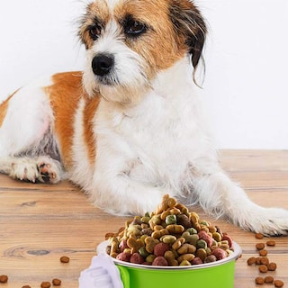 Foto 2 | Comedero De Agua Y Comida Extraíble De Acero Inoxidable Crate Dog Bowl - Venta Internacional.