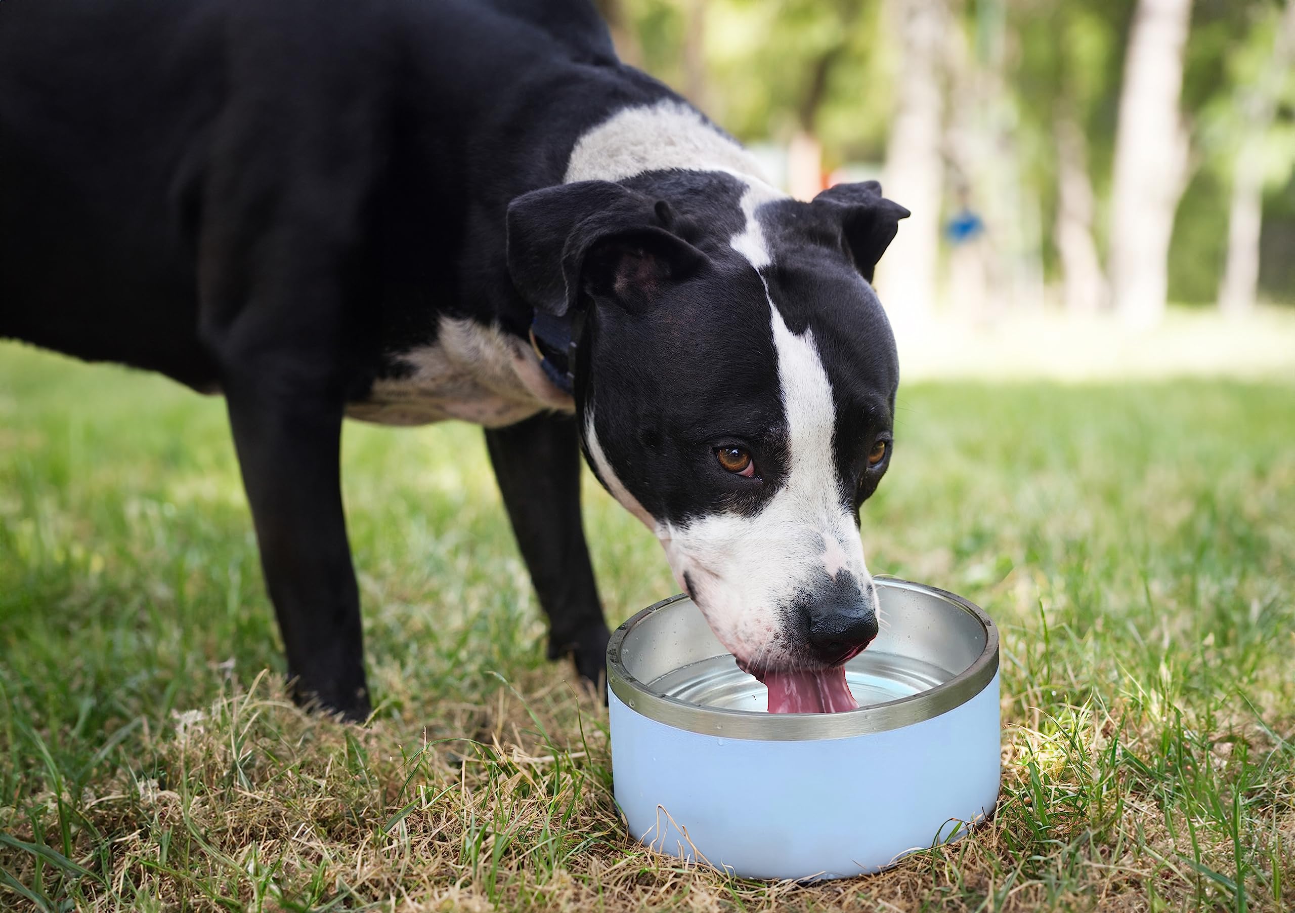 Foto 6 | Juego De 2 Cuencos De Acero Inoxidable Para Perros Alpine, 960 Ml, Antideslizantes - Venta Internacional.