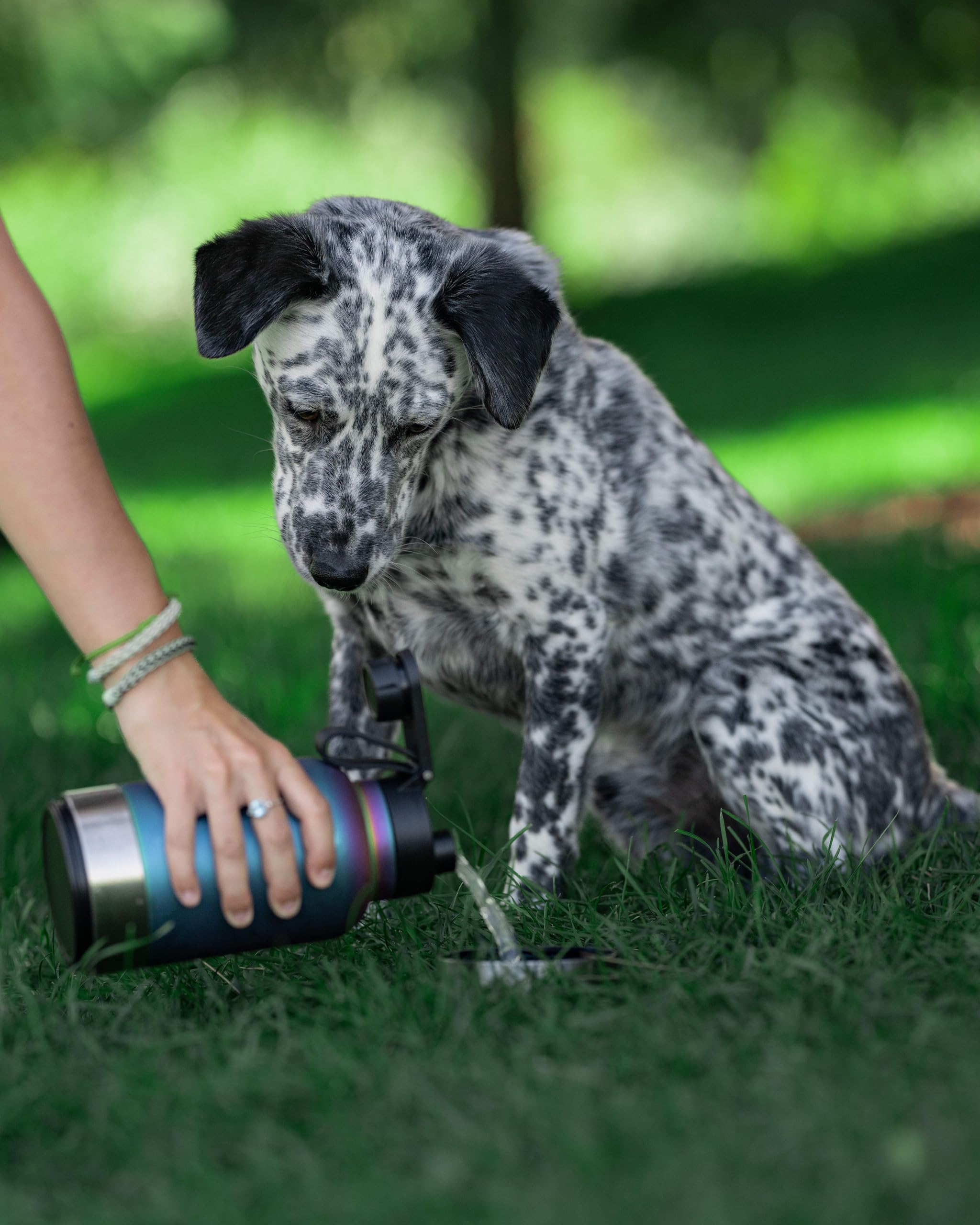 Foto 5 pulgar | Botella De Agua Portátil Para Perros Y Cuenco Iron °flask 960 Ml Midnight - Venta Internacional.