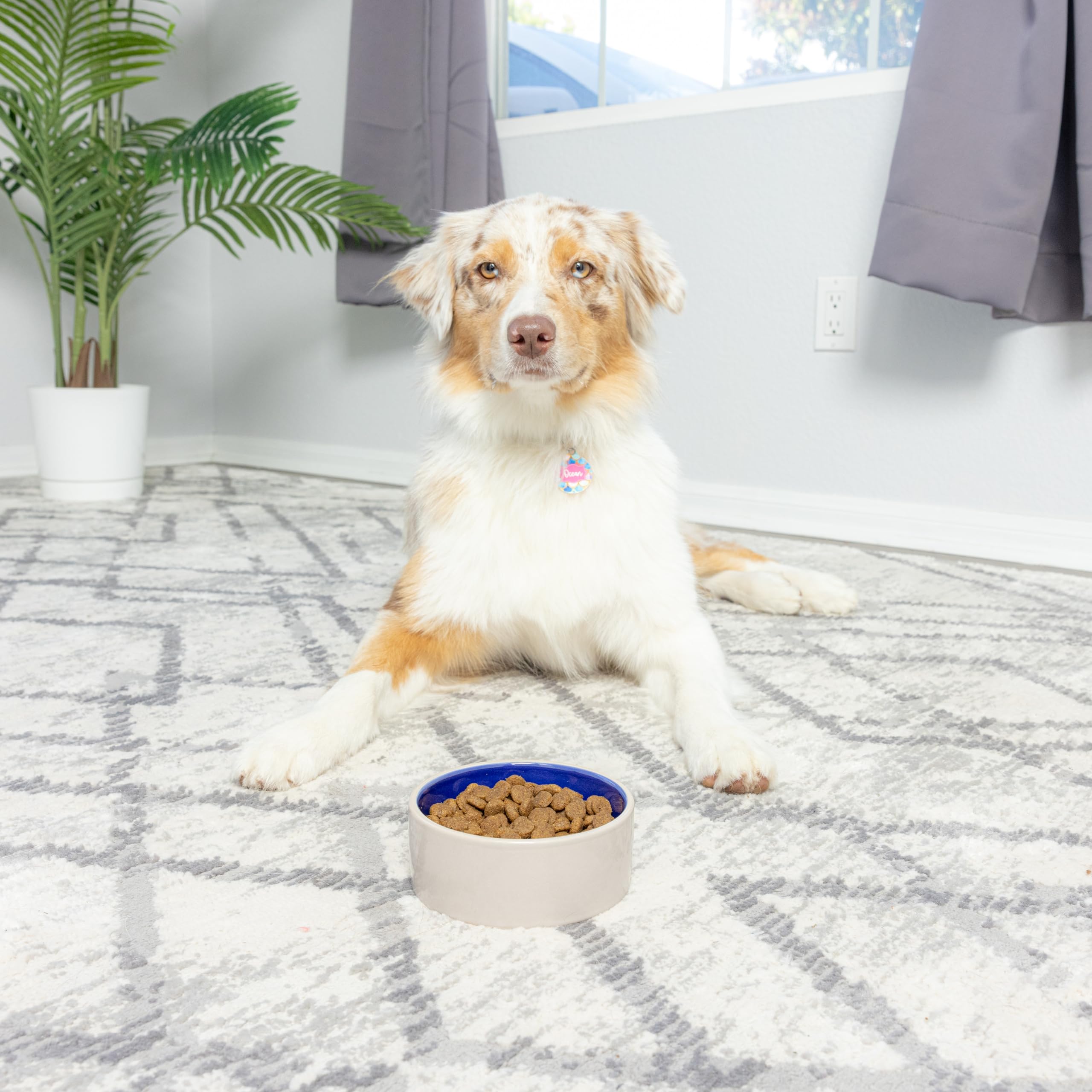 Foto 6 | Pet Bowl Ethical Products Spot, Cerámica De Gres Para Gatos Y - Venta Internacional.