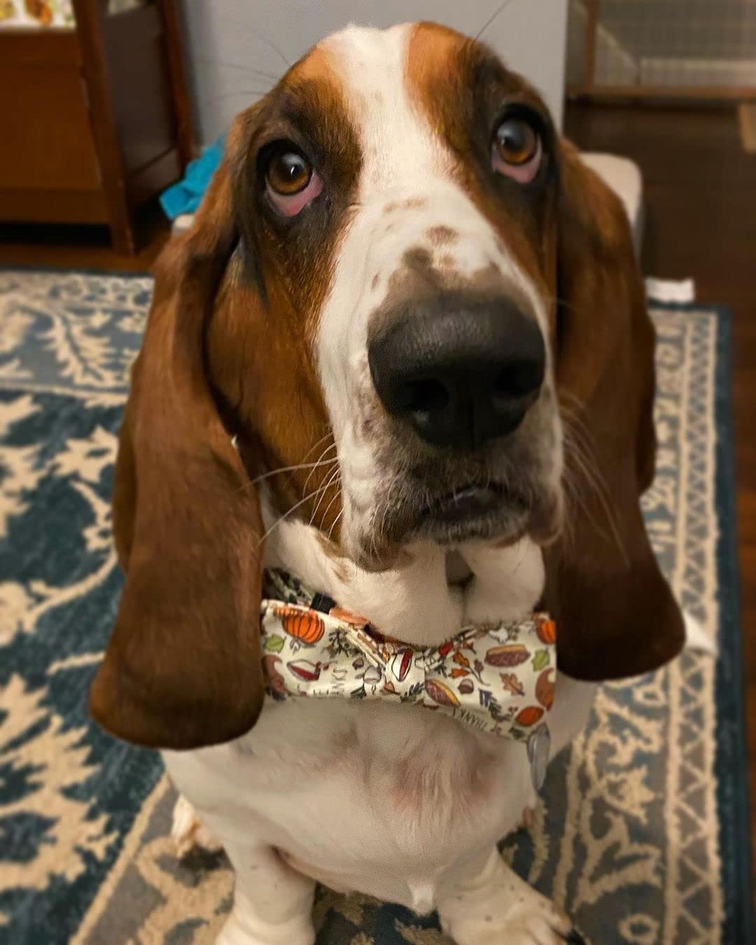 Foto 4 | Collar Elegante Con Forma De Cola Pequeña En Forma De Otoño Con Lazo Para Perro, Talla L - Venta Internacional.