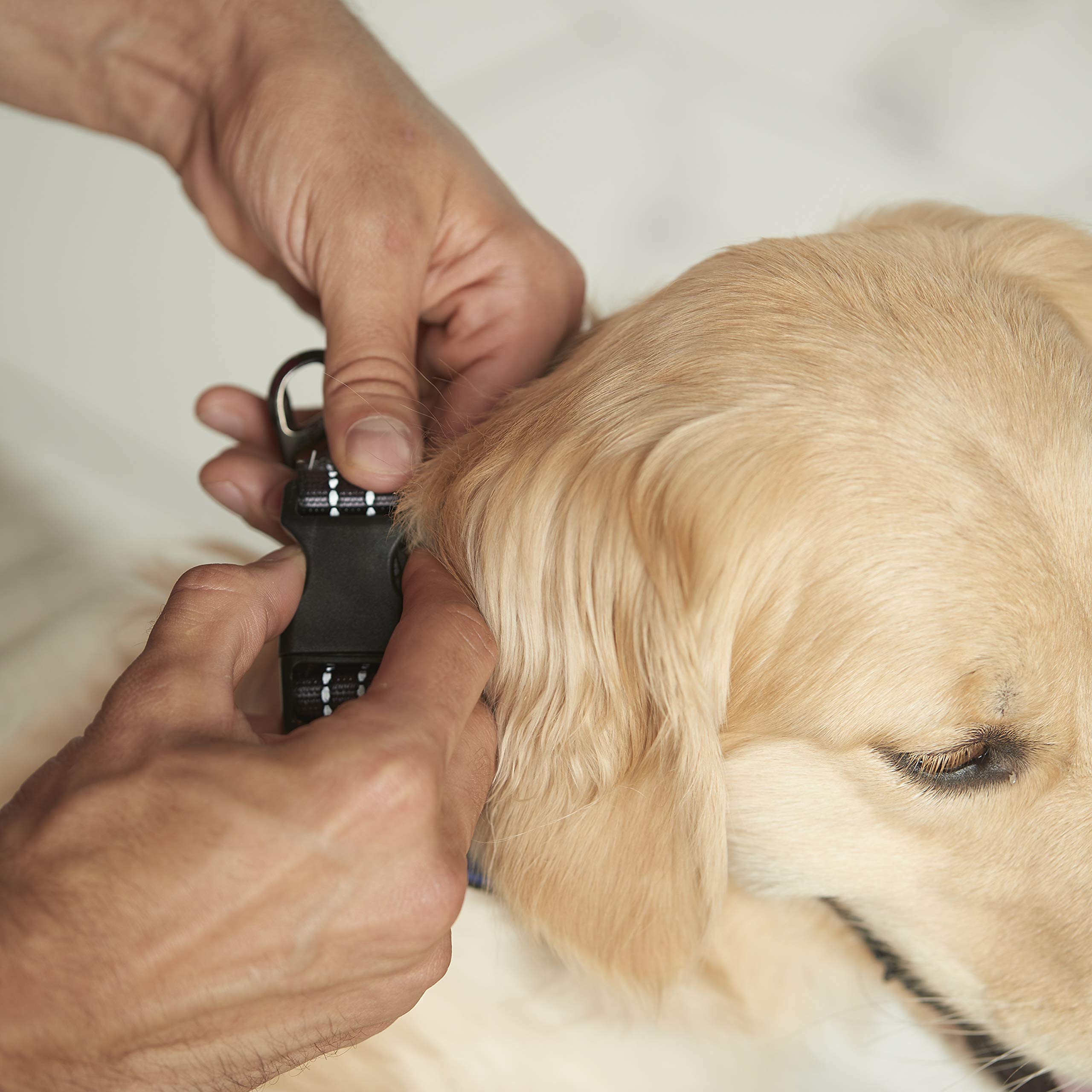 Foto 5 pulgar | Collar De Nylon Para Perros — Reflectante — Franklin Pet Sup - Venta Internacional.