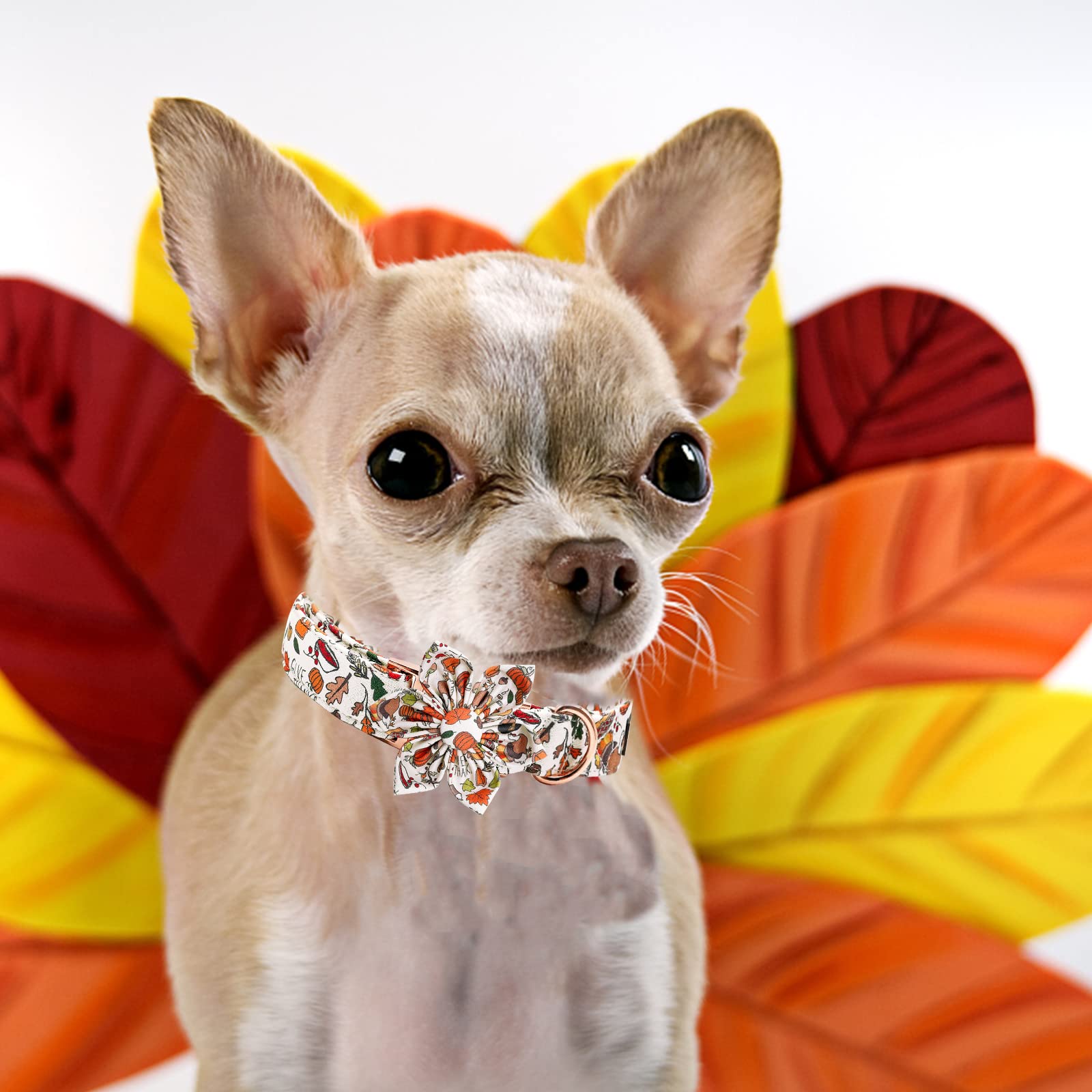 Foto 5 | Collar Para Perro Elegante Colita Con Tema Floral De Otoño - Venta Internacional.