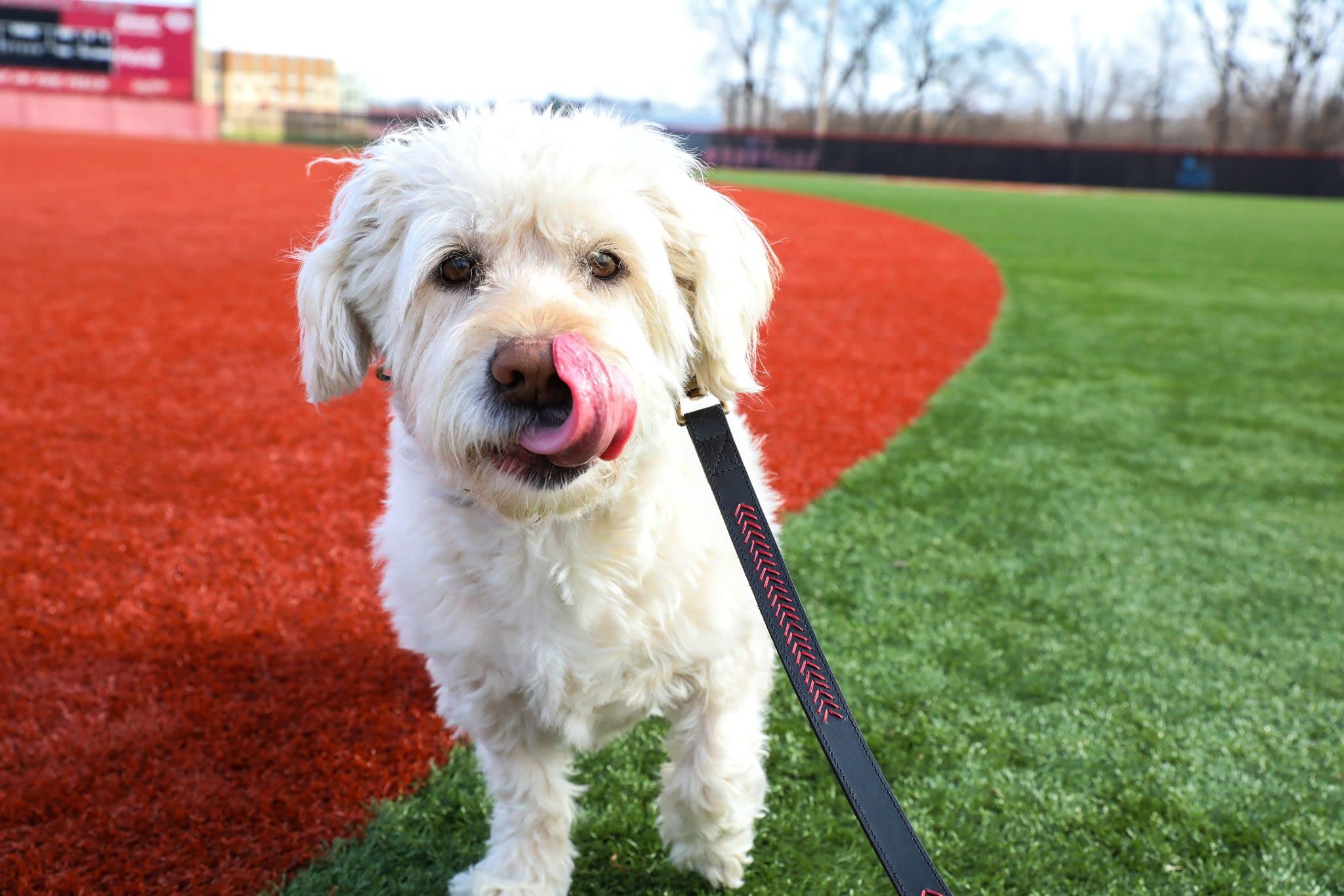 Foto 6 | Collar Para Perro Rawlings De Cuero Con Puntadas De Béisbol, Tamaño Pequeño, Negro - Venta Internacional.