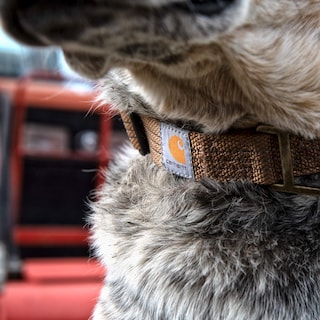 Foto 4 | Collar Para Perro Carhartt Con Correas De Nailon Totalmente Ajustables, Tamaño Mediano - Venta Internacional.