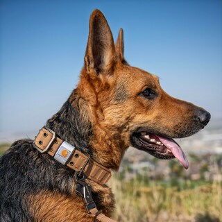 Foto 6 | Collar Para Perro Carhartt Pet, Totalmente Ajustable, Con Correas Anchas, Color Marrón - Venta Internacional.