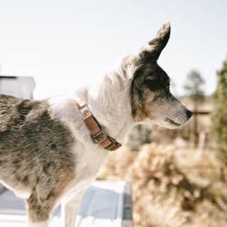 Foto 5 | Collar Para Perro Carhartt De Nailon Con Diseño De Pato Totalmente Ajustable, Color Azul Marino - Venta Internacional.