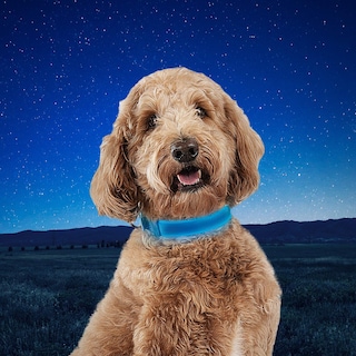 Foto 7 | Collar para Perro Nite Ize - Venta Internacional