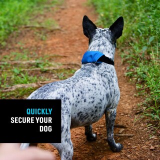 Foto 5 | Collar y Correa para Perro Nite Ize - Venta Internacional