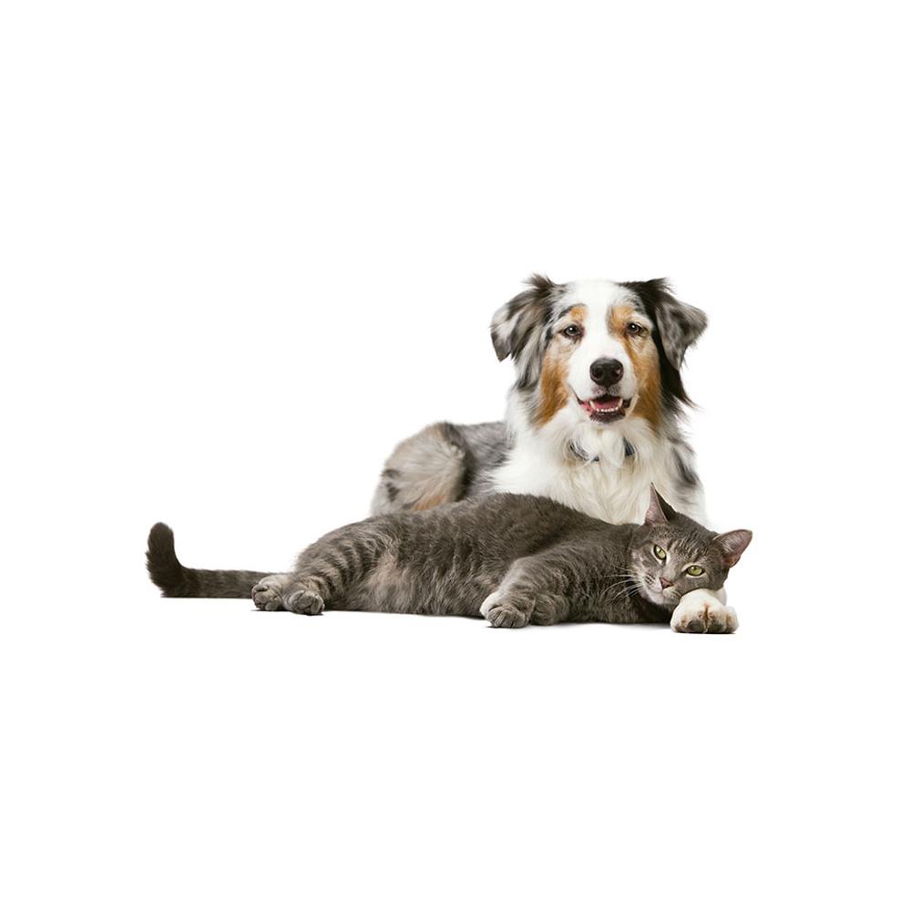 Foto 4 pulgar | Join Support Mascotas Now Tratamiento para Articulaciones Perro y Gato 90 Masticables