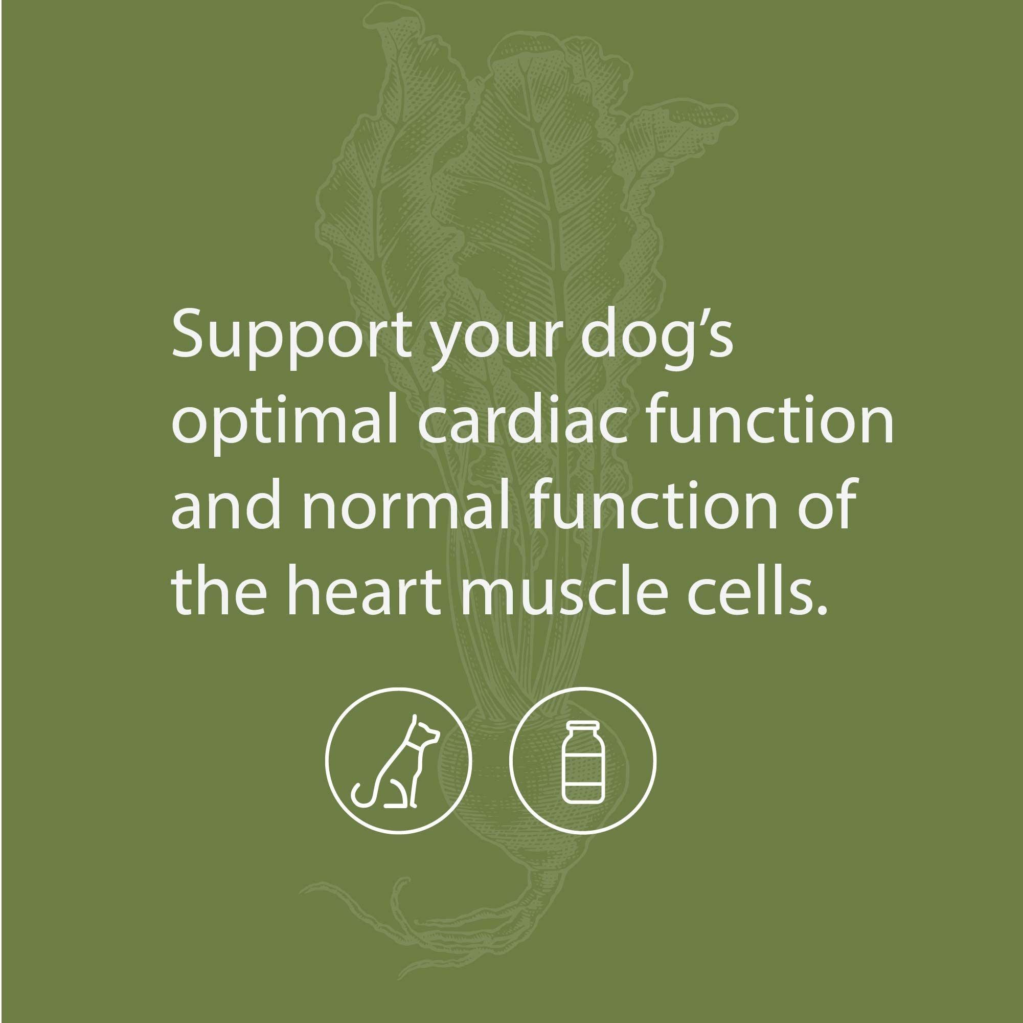 Foto 3 | Suplemento Para La Salud Cardíaca Del Perro Standard Process Canine Cardiac Support, 25 G - Venta Internacional.