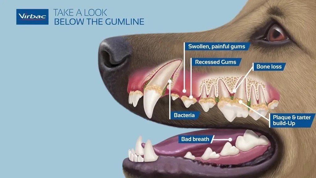 Foto 2 | Solución Oral Virbac Aquadent 250 ml para Cuidado Dental de Perros y Gatos