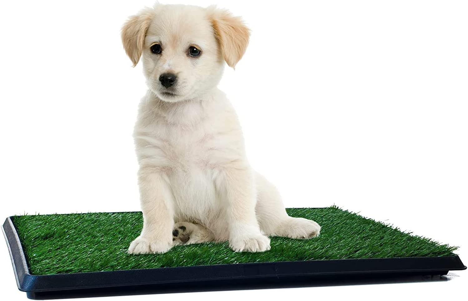 Foto 7 pulgar | Pasto Entrenador ProudCo Reusable para Perros Medianos y Grandes