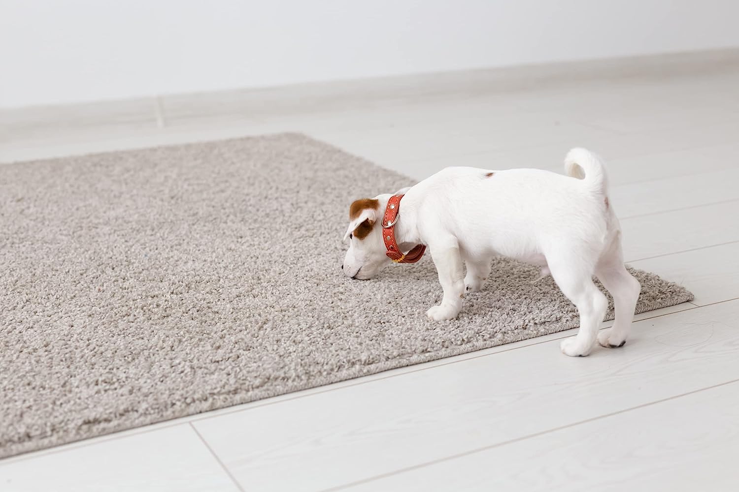Foto 5 | Tapete Entrenador para Perros ProudCo Rápida Absorción
