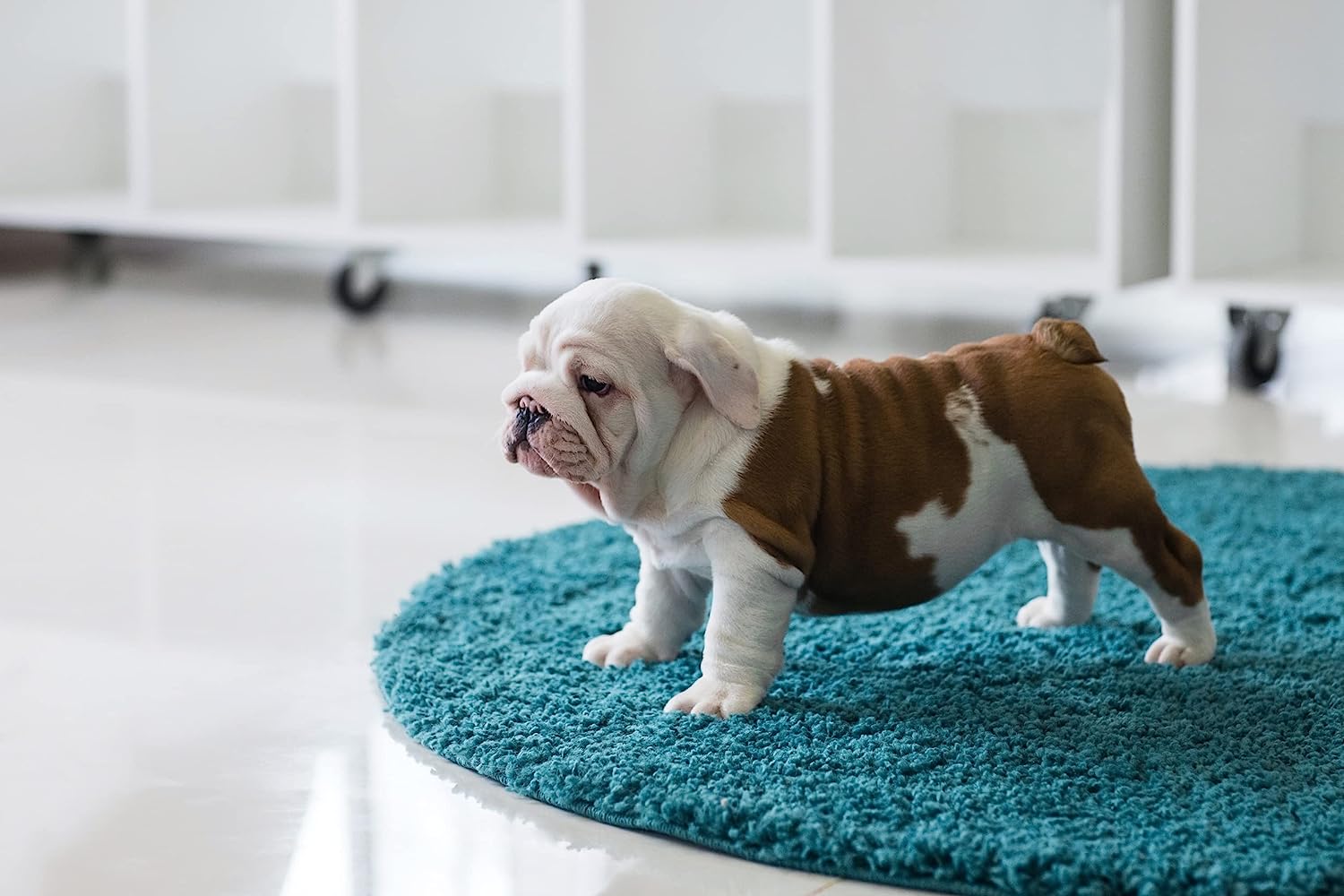 Foto 6 | Tapete Entrenador para Perros ProudCo Rápida Absorción