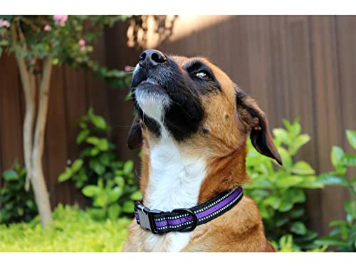 Foto 3 pulgar | A Pets Life Collar Con Banda Reflectiva Para Perro (grande, Morado Fluorescente)