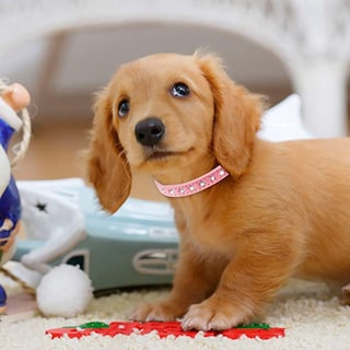Foto 5 | Set De Collar Y Correa Reflectantes Para Mascotas Y Perros, Microfibra Jieyou - Venta Internacional.