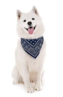 Foto 2 | Bandana Para Perro Genuina Fred Howligans Reflectante Tamaño Grande Azul Marino - Venta Internacional.