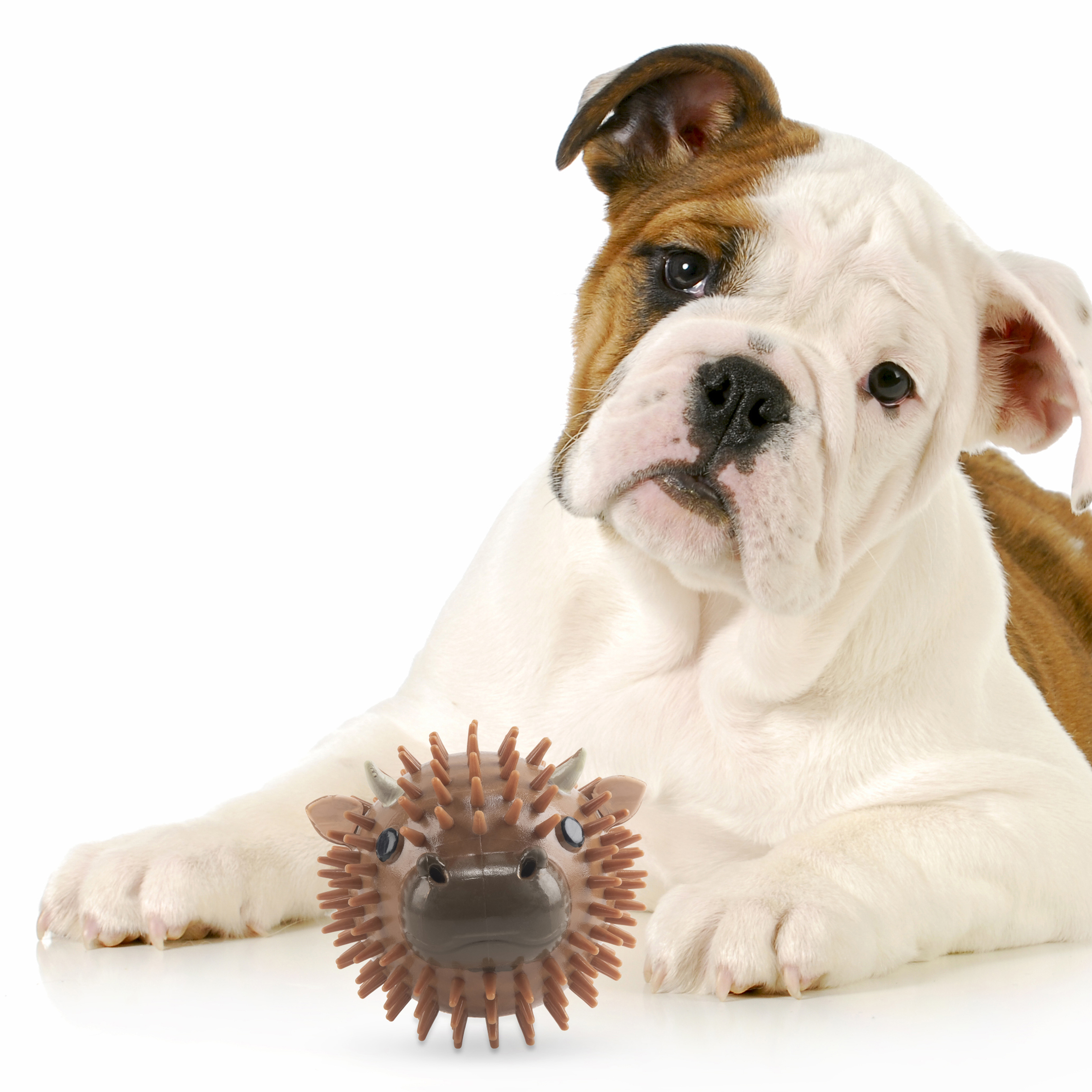 Foto 2 | Pelota Kikkerland para Perro