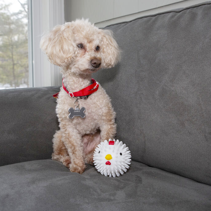 Foto 4 pulgar | Pelota con Pollo Kikkerland para Perros