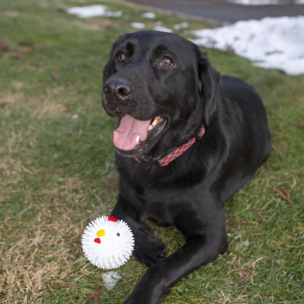 Foto 5 pulgar | Pelota con Pollo Kikkerland para Perros