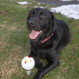 Foto 4 | Pelota con Pollo Kikkerland para Perros