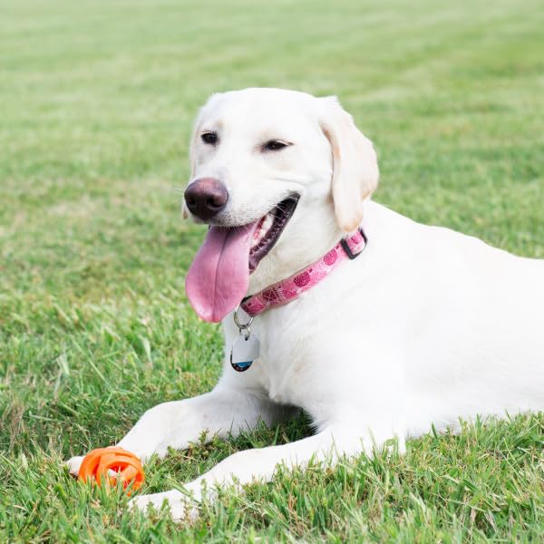 Foto 5 pulgar | Juguete Para Perros Chuckit Air Fetch Ball Xl Para Perros De Más De 45 Kg - Venta Internacional.
