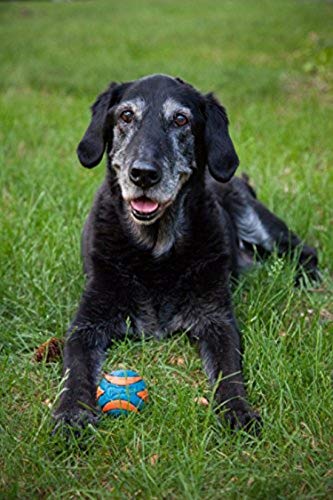 Foto 4 pulgar | Juguete Para Perros Chuckit Ultra Squeaker Ball, Paquete De 2 Unidades Para Pequeños - Venta Internacional.
