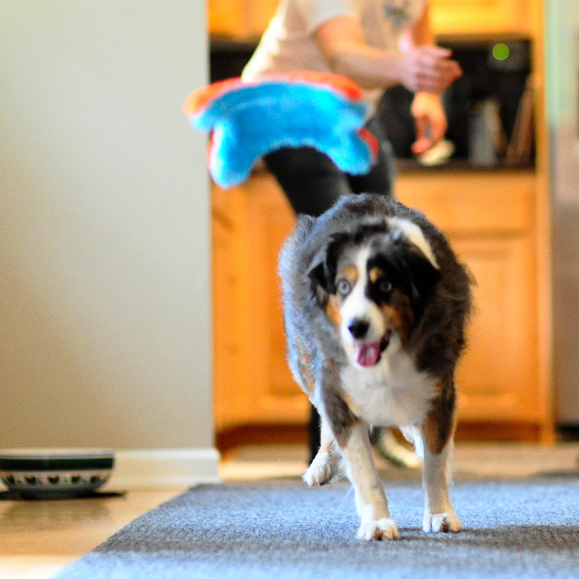 Foto 5 pulgar | Juguete Para Perros Chuckit! Indoor Fetch Squirrel, 23 Cm, Naranja Y Azul - Venta Internacional.
