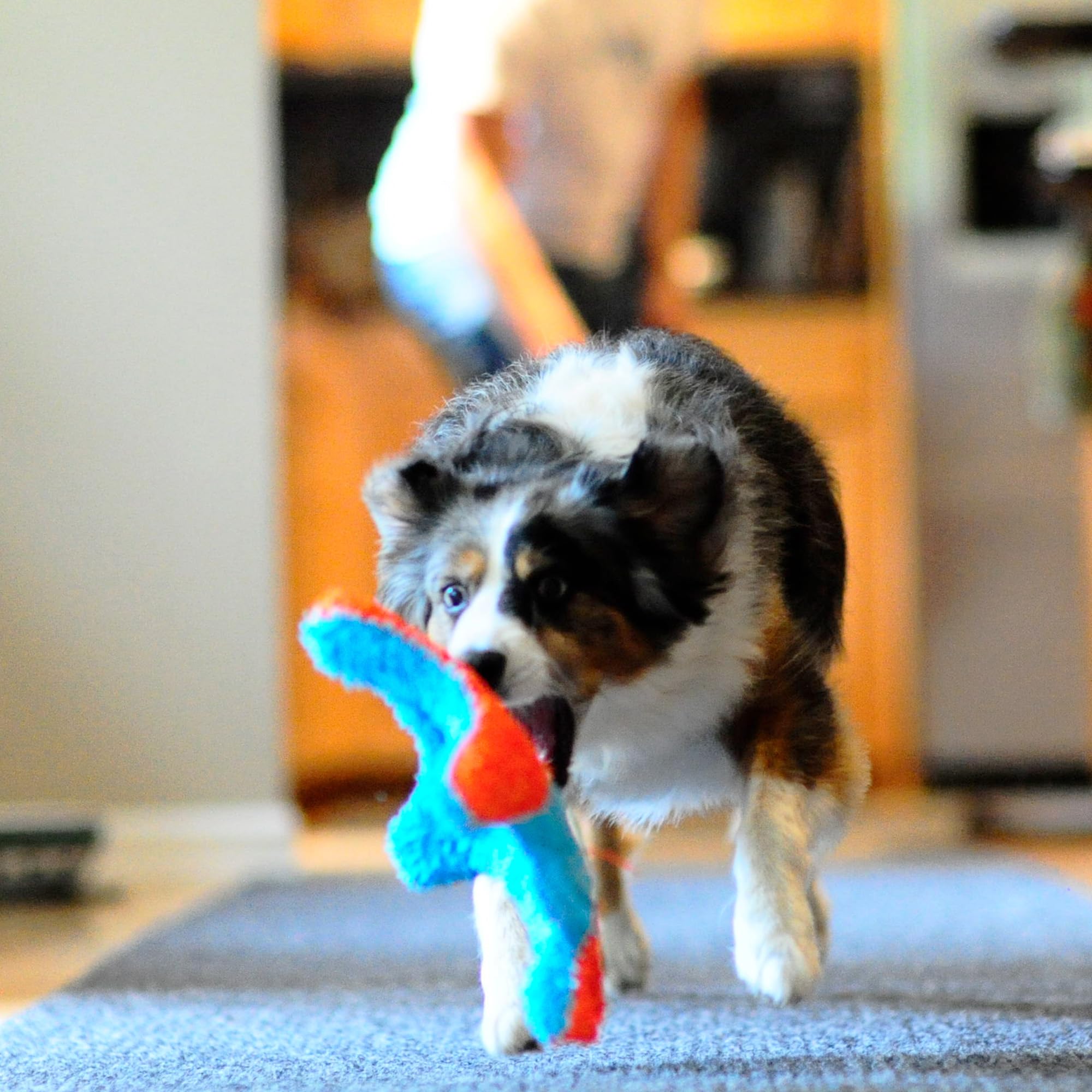 Foto 6 pulgar | Juguete Para Perros Chuckit! Indoor Fetch Squirrel, 23 Cm, Naranja Y Azul - Venta Internacional.