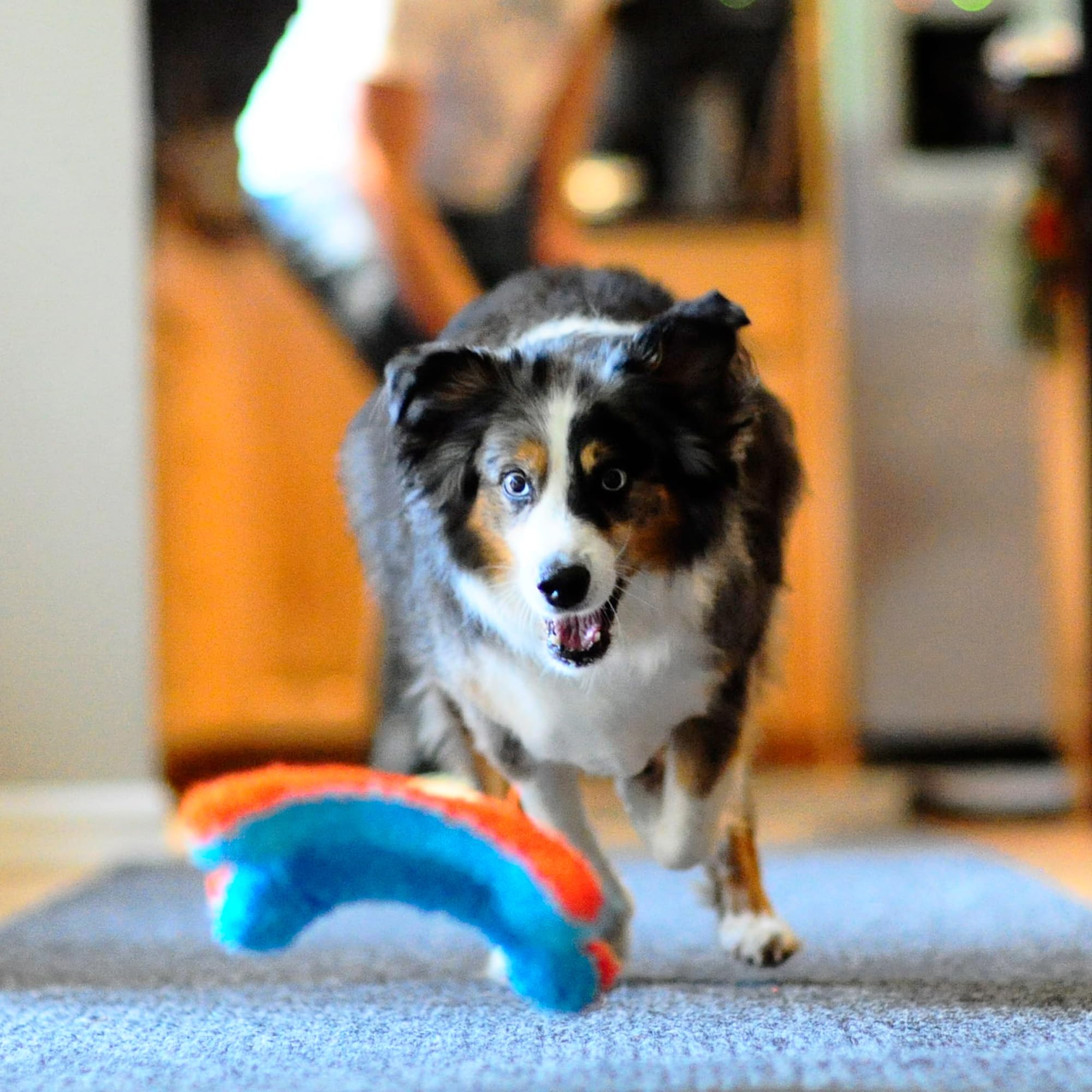 Foto 7 pulgar | Juguete Para Perros Chuckit! Indoor Fetch Squirrel, 23 Cm, Naranja Y Azul - Venta Internacional.
