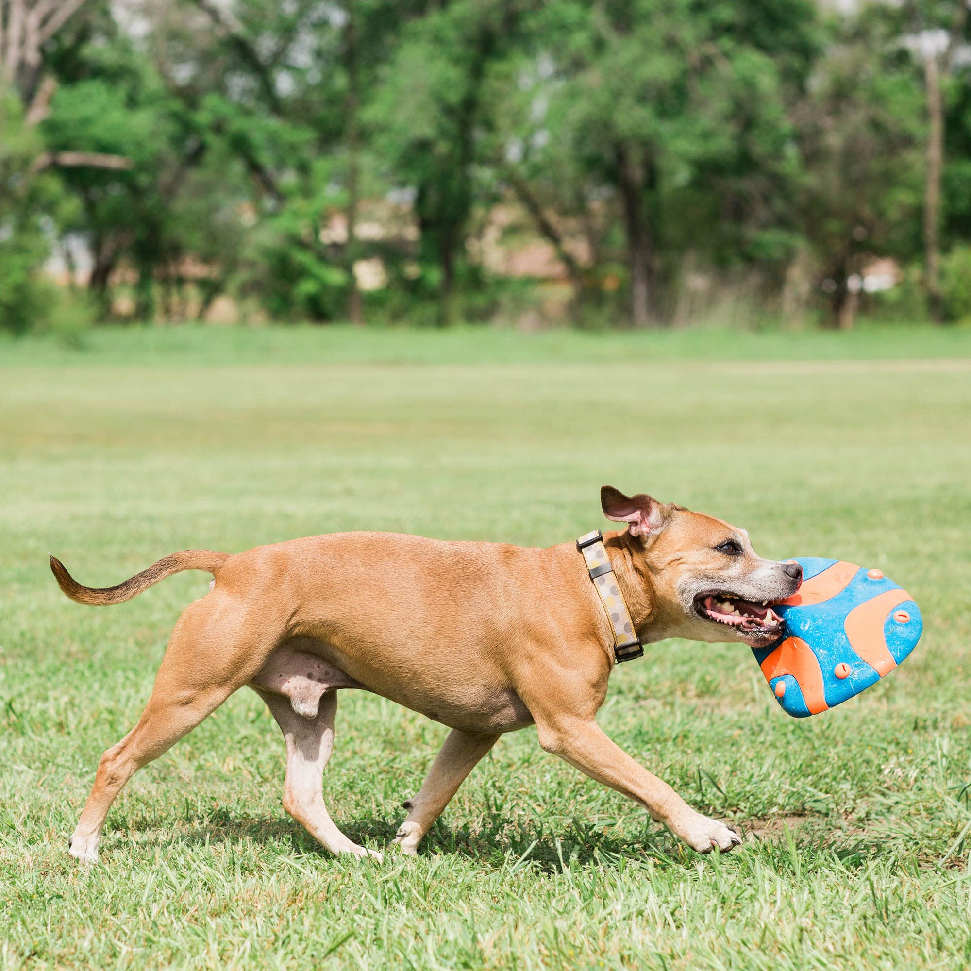 Foto 4 pulgar | Juguete Para Perros Chuckit Whistle Flight Naranja Y Azul Para Exteriores - Venta Internacional.