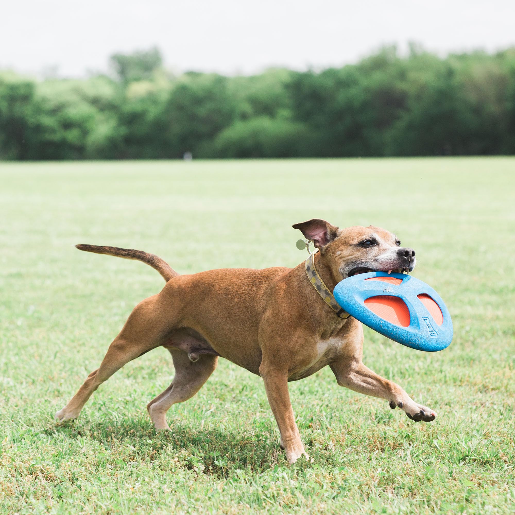 Foto 4 pulgar | Juguete Para Perros Chuckit! Fetch Flight Con Diseño Ez Grip - Venta Internacional.