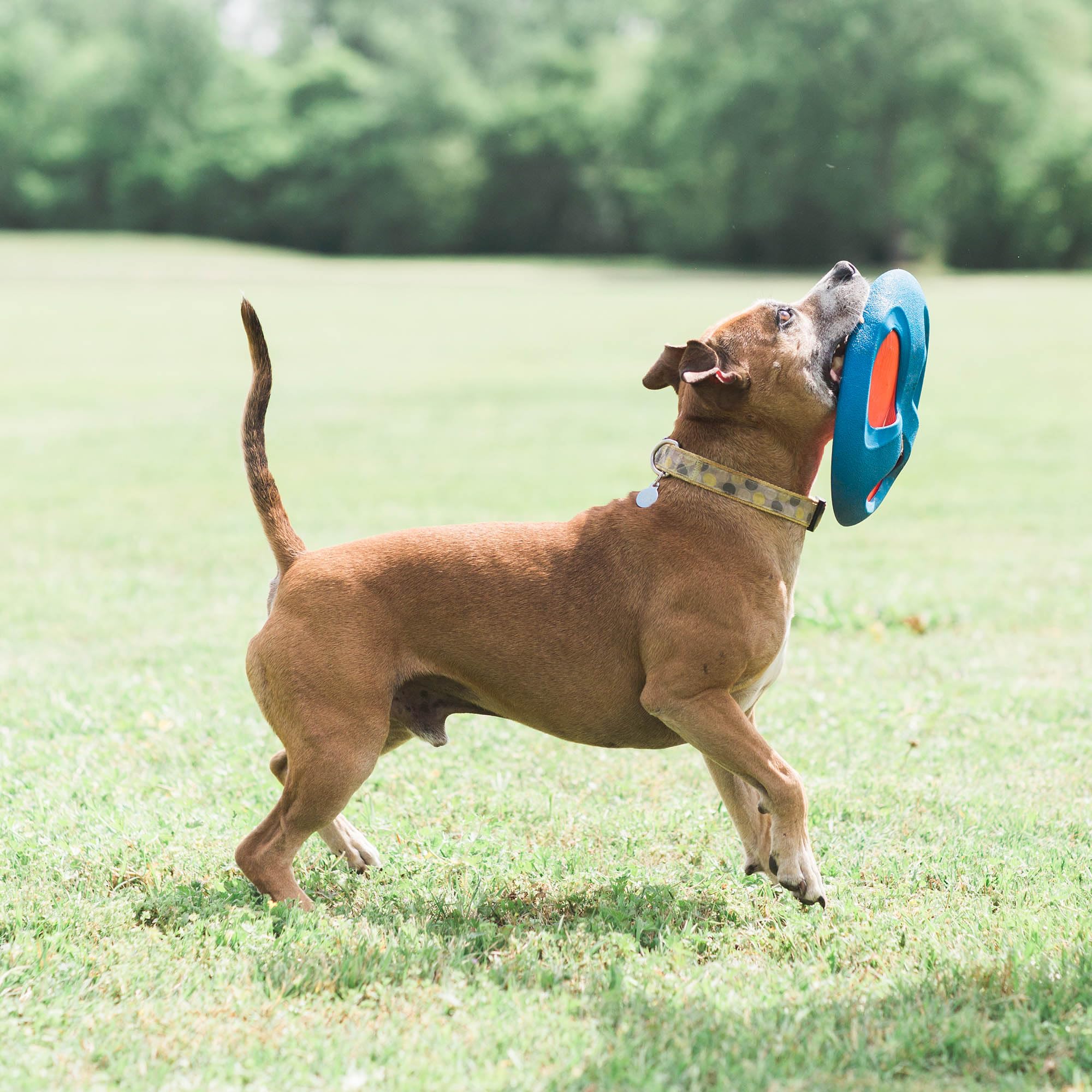 Foto 5 pulgar | Juguete Para Perros Chuckit! Fetch Flight Con Diseño Ez Grip - Venta Internacional.